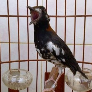 Download Suara Burung Anis Kembang