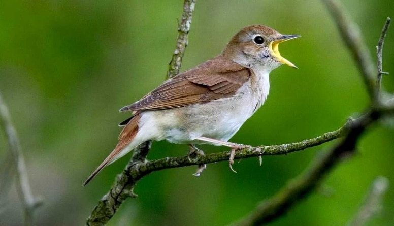 Download Suara Burung Nightingale